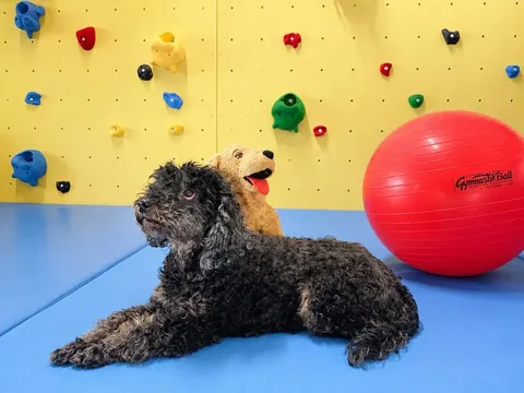Therapiehund Fine